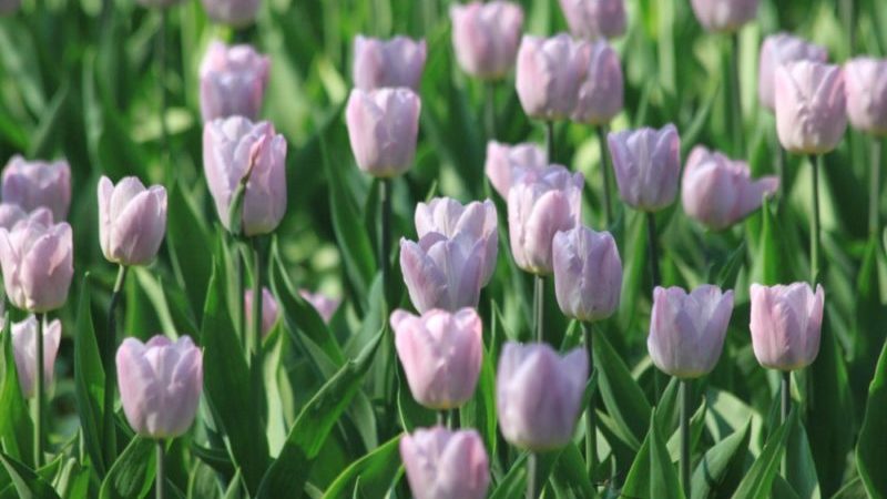 Un guide du débutant sur la plantation de tulipes en août
