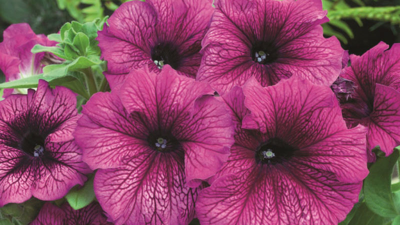 Types et meilleures variétés de pétunias vivaces