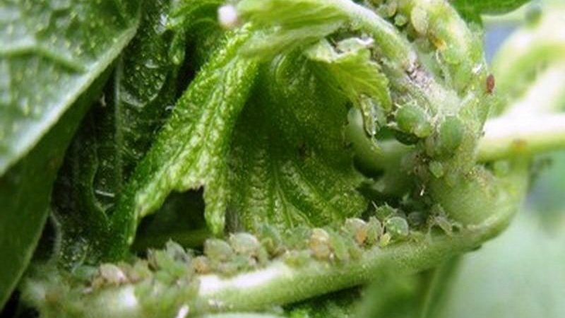 Pourquoi les groseilles à maquereau jaunissent et sèchent en été et que faire avec