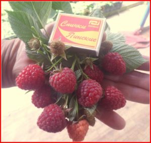 Caractéristiques et description des meilleures variétés de framboises