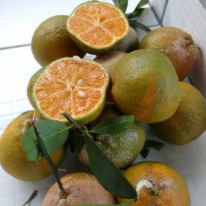 Quel est le nom d'un hybride de citron et de mandarine