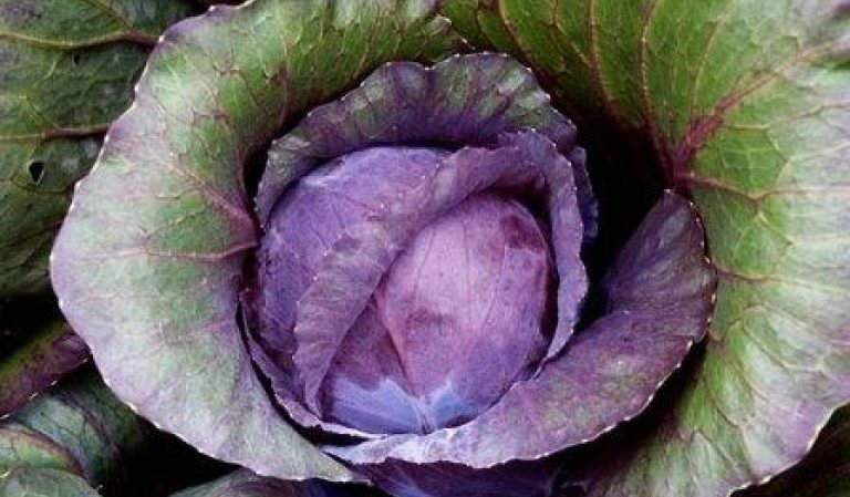 Pourquoi les feuilles de chou deviennent violettes et que faire à ce sujet