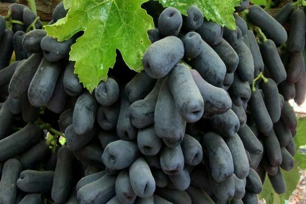 Top meilleurs cépages pour la Russie centrale