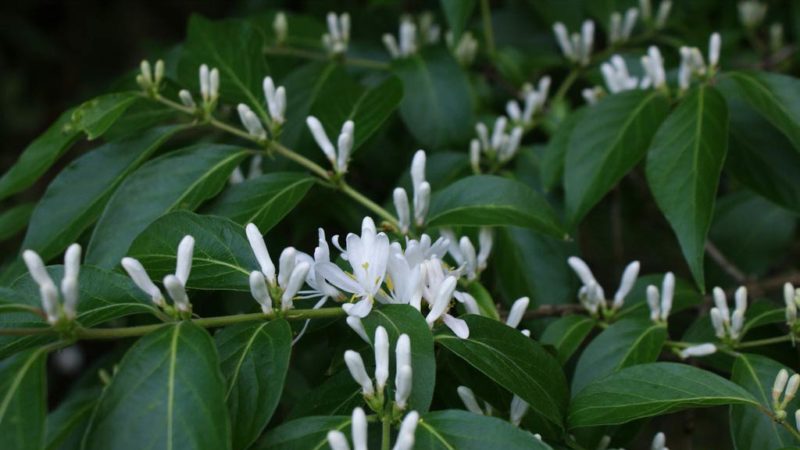 Types et variétés de chèvrefeuille bouclé décoratif