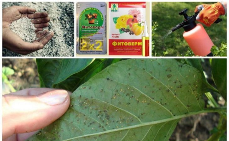 Comment se protéger des ravageurs du poivre dans une serre