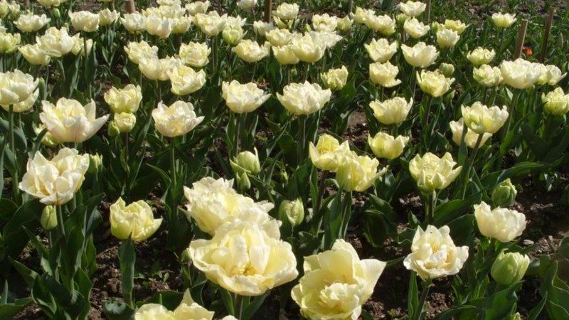 Un guide du débutant sur la plantation de tulipes en août