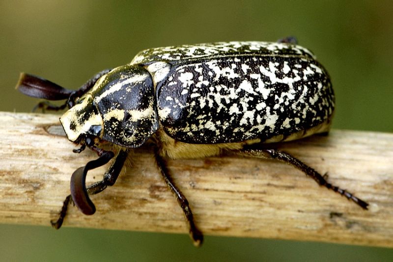 Comment et comment traiter les raisins contre les maladies et les ravageurs au printemps après ouverture
