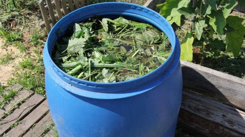 Comment et quoi nourrir les groseilles en juin: les meilleurs engrais et les règles pour leur introduction