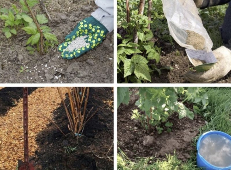 Mieux vaut nourrir les framboises en juillet pour une bonne récolte