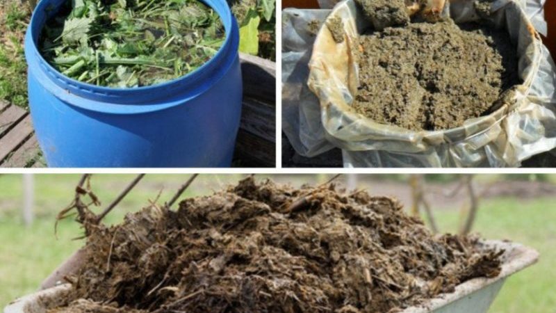 Instructions pour traiter les framboises en été contre les maladies et les ravageurs