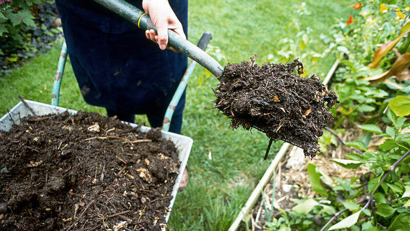 Mieux vaut nourrir les framboises en juillet pour une bonne récolte