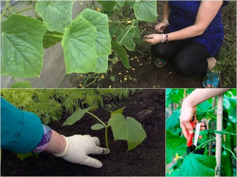 Comment couper correctement les feuilles de concombres dans la serre et faut-il le faire?