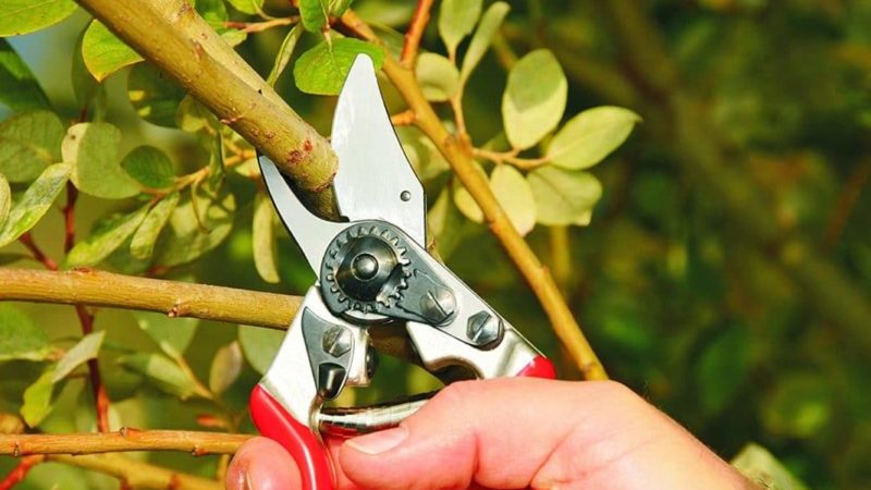 Taille du chèvrefeuille: pourquoi, quand et comment le faire correctement