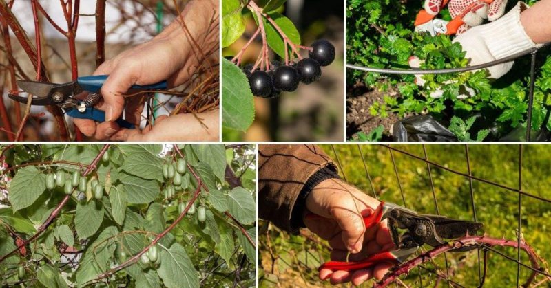 Calendrier et technologie pour la taille des groseilliers et des groseilles au printemps, en été et en automne