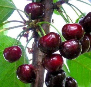 Est-il possible de planter des cerises en juillet et comment le faire correctement: instructions et conseils de jardiniers expérimentés