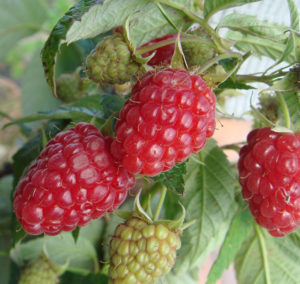 Caractéristiques et description des meilleures variétés de framboises