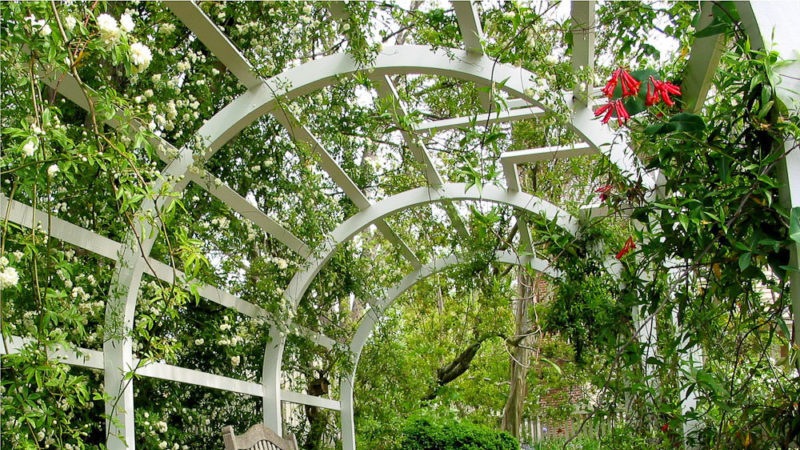 Comment faire une pergola à raisins de vos propres mains