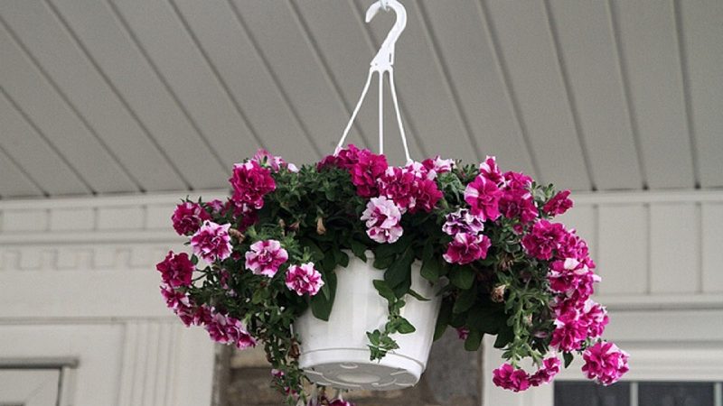 Planter et entretenir le pétunia pendant la floraison en pot