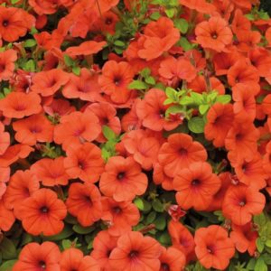 Description, variétés, culture de Gioconda petunia