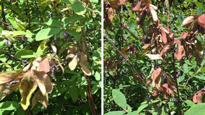 Pourquoi le chèvrefeuille ne pousse pas - causes et solutions au problème