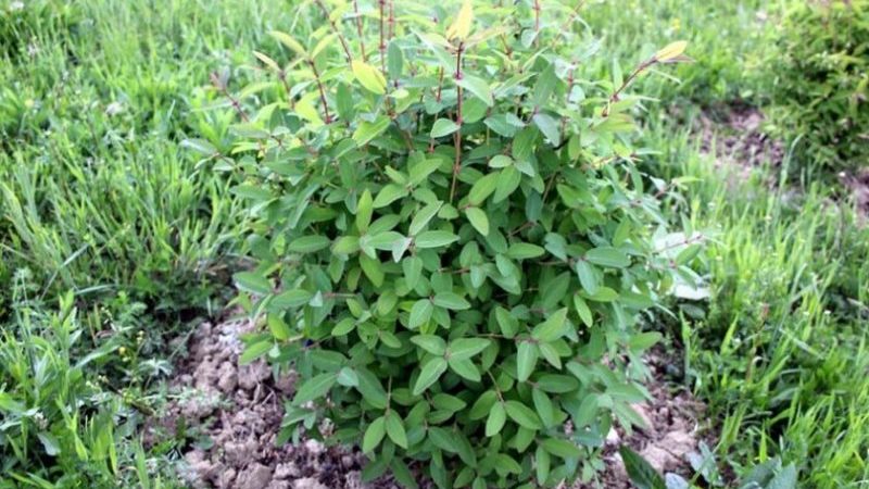 Pourquoi le chèvrefeuille ne porte pas bien ses fruits