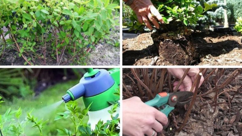 Pourquoi le chèvrefeuille ne porte pas bien ses fruits