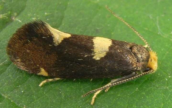 Pourquoi les groseilles ont des feuilles pâles, que faire et comment y remédier