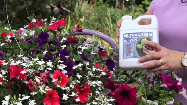 Comment, quand et comment nourrir les pétunias pour une floraison luxuriante