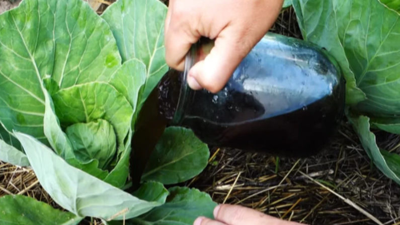 Pourquoi les feuilles de chou deviennent violettes et que faire à ce sujet