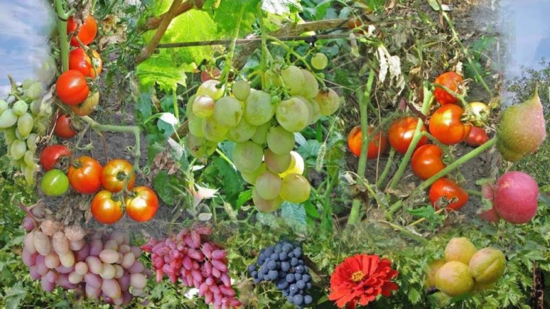 Recommandations de vignerons expérimentés: est-il possible de planter différents cépages à proximité et quels en sont les avantages et les inconvénients