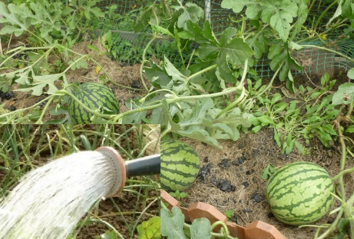 À quelle fréquence arroser les pastèques et les melons dans la serre et en plein champ
