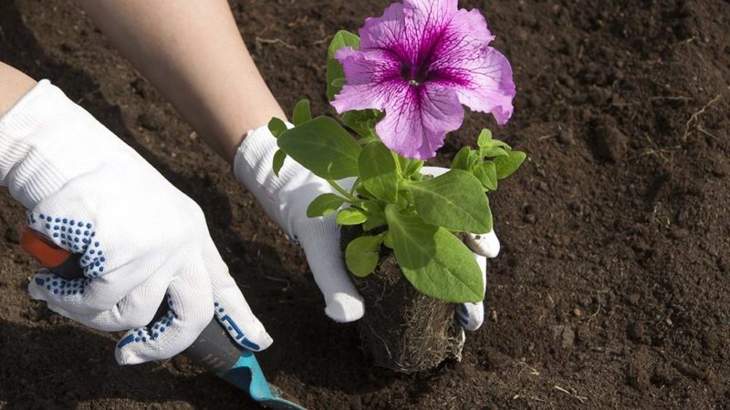 Planter et entretenir le pétunia pendant la floraison en pot