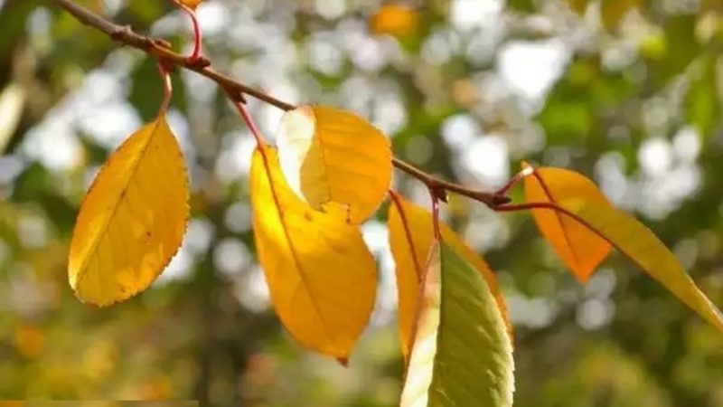 Les feuilles de cerisier jaunissent en juillet: que faire et pourquoi cela se produit