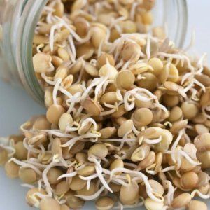 Caractéristiques de la fabrication et de l'utilisation des plants de blé