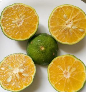 Quel est le nom d'un hybride de citron et de mandarine