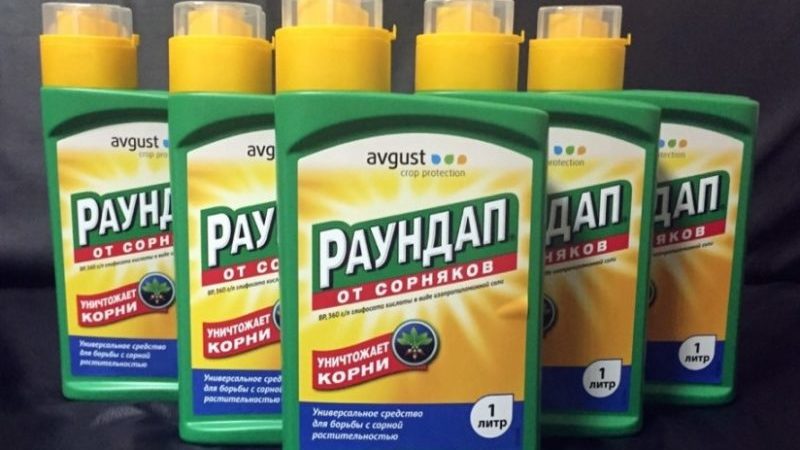 Les moyens les plus efficaces de se débarrasser du raifort dans le jardin rapidement et pour toujours