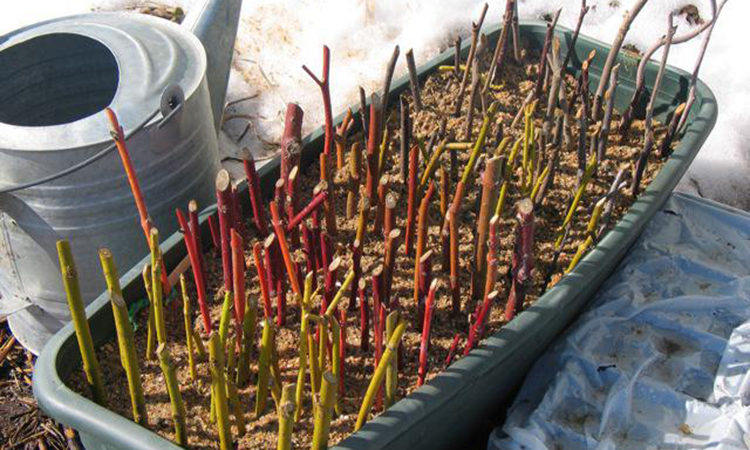 Comment propager correctement les groseilles à maquereau en été par boutures: un guide étape par étape