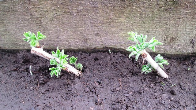 Comment propager correctement les groseilles à maquereau en été par boutures: un guide étape par étape