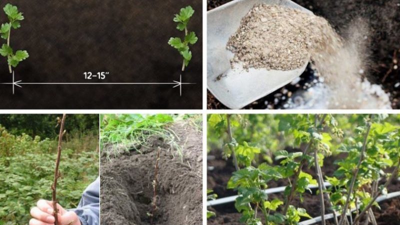 Comment propager correctement les groseilles à maquereau en été par boutures: un guide étape par étape