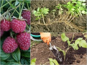 Conseils d'entretien des framboises d'été pour les débutants et conseils de jardiniers expérimentés