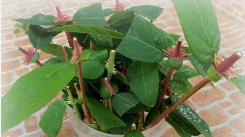 Comment propager des boutures de chèvrefeuille de chèvrefeuille en été