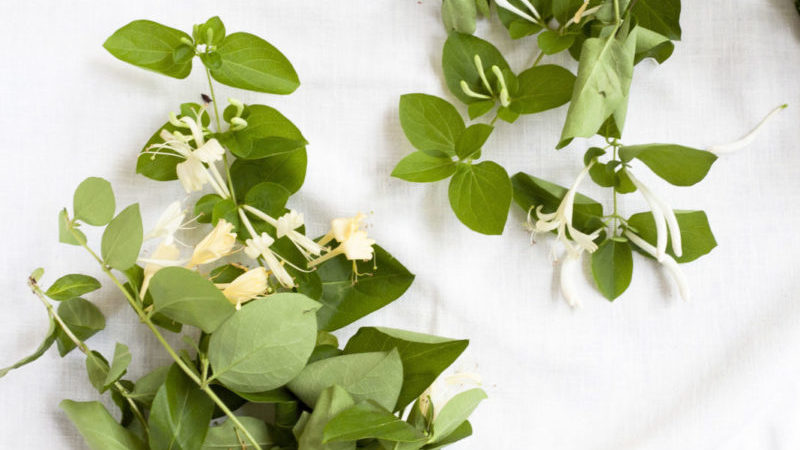 Comment propager des boutures de chèvrefeuille de chèvrefeuille en été