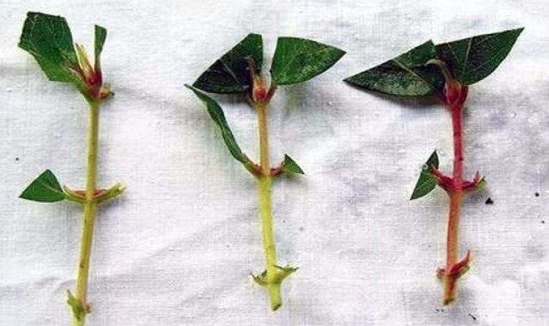 Comment propager des boutures de chèvrefeuille de chèvrefeuille en été