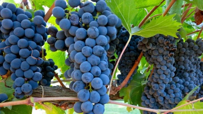 Quels sont les cépages autochtones et quels sont les plus appréciés