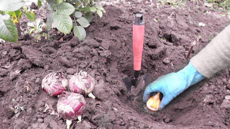 Un guide du débutant sur la plantation de tulipes en août