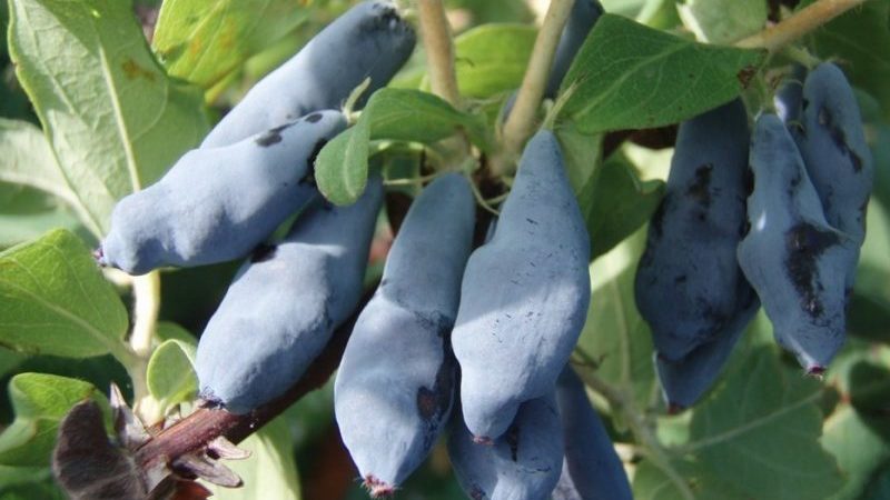 Quand le chèvrefeuille mûrit dans différentes régions