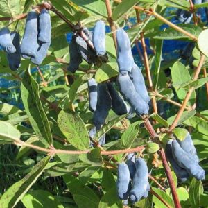 Nymphe de chèvrefeuille comestible