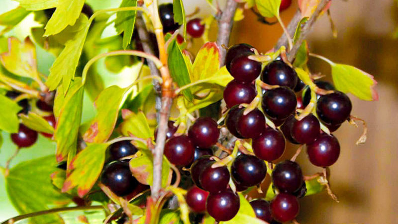 Pourquoi le cassis est-il noir