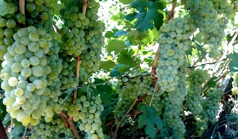 Quels sont les cépages autochtones et quels sont les plus appréciés