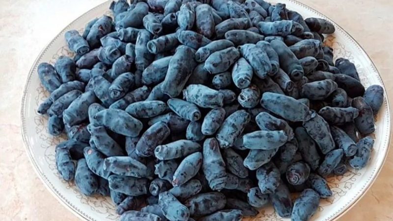 Chèvrefeuille fruit comestible ou non